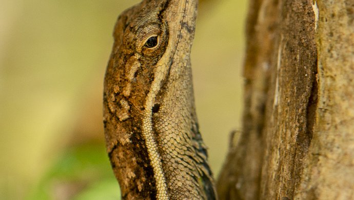 Anolis auratus