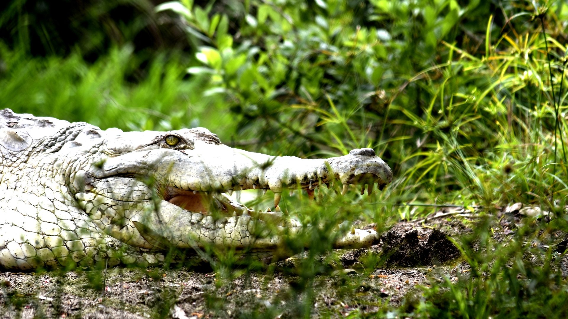 CAIMAN DETALLE