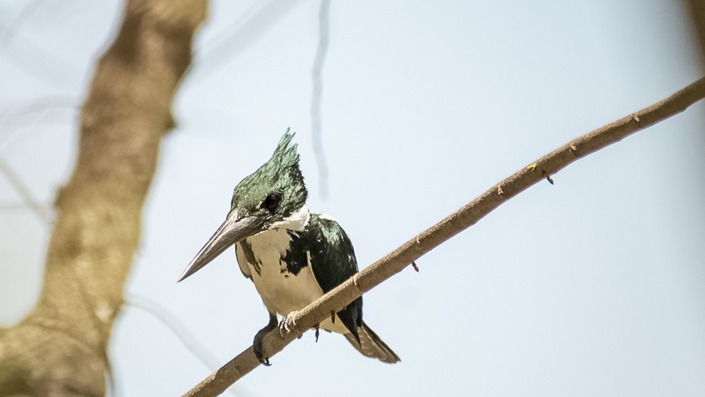 Chloroceryle amazona