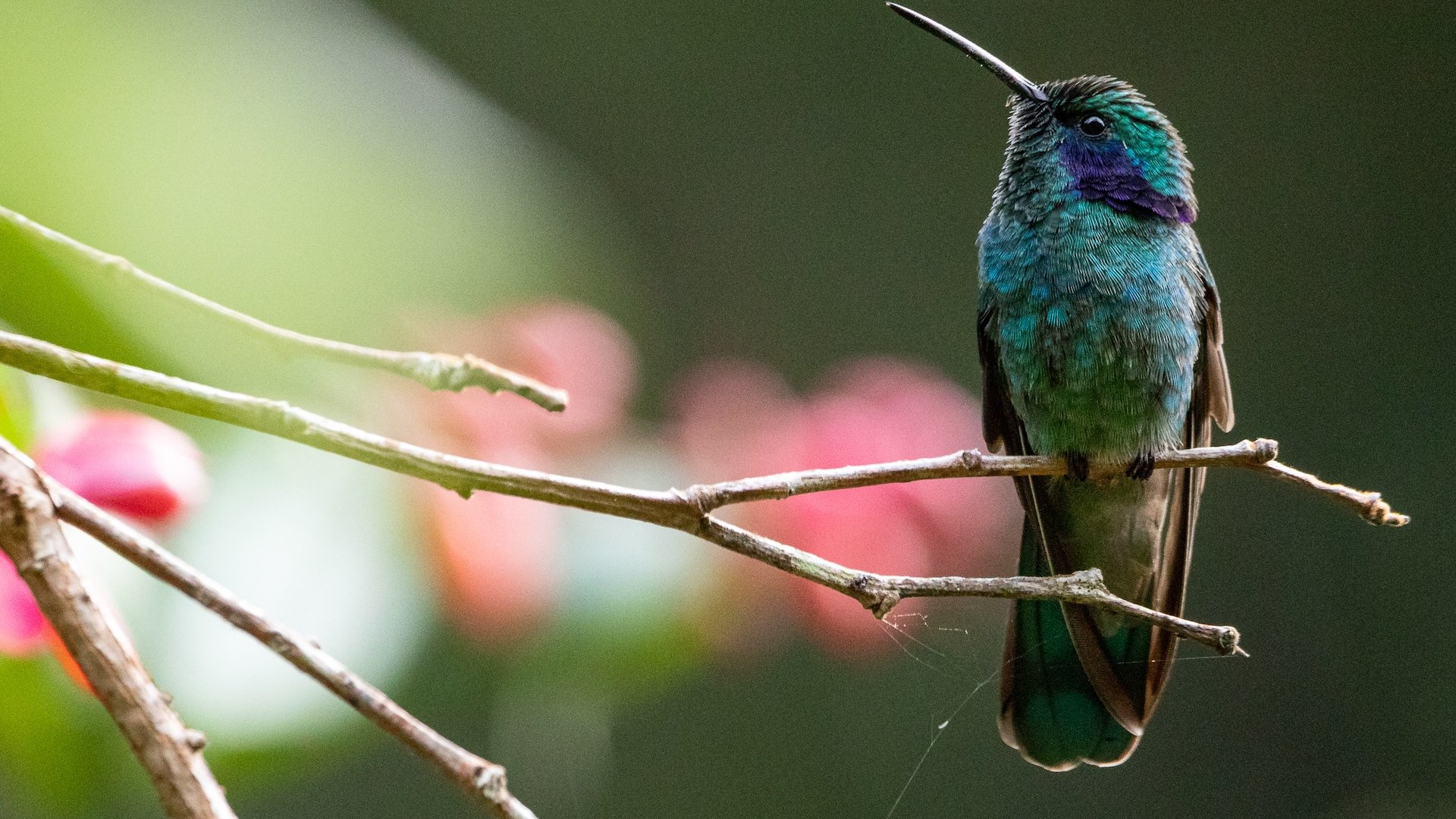 Colibri_cyanotus