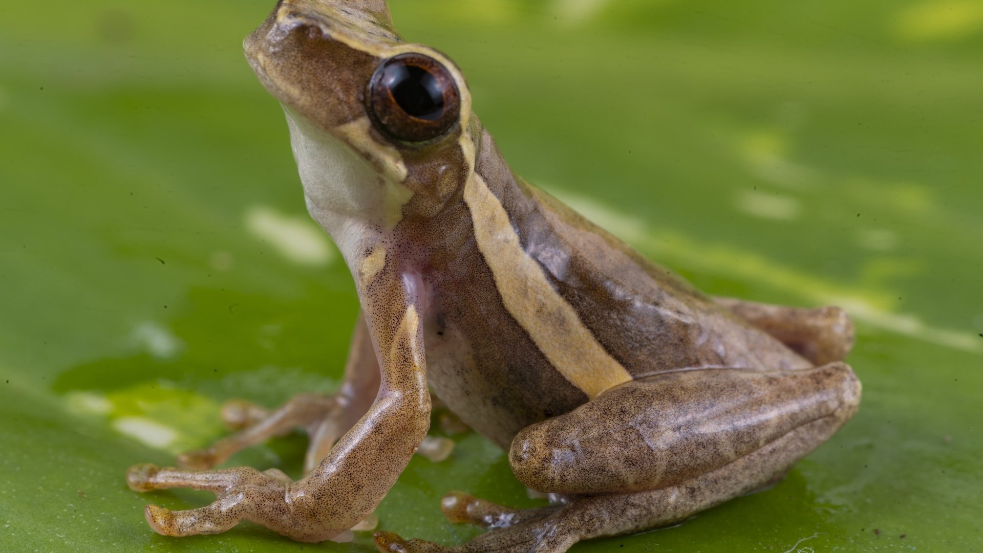 Dendropsophus subocularis