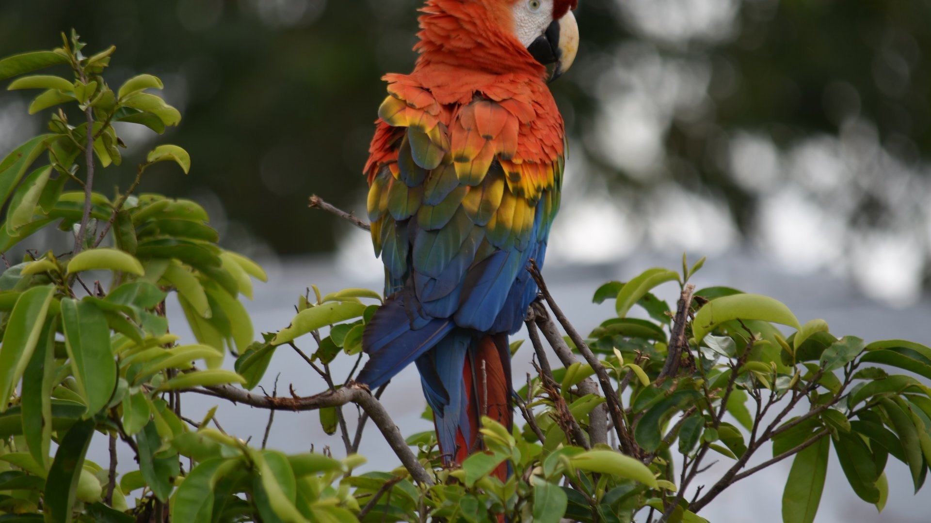 GUACAMAYAS FOTO-1