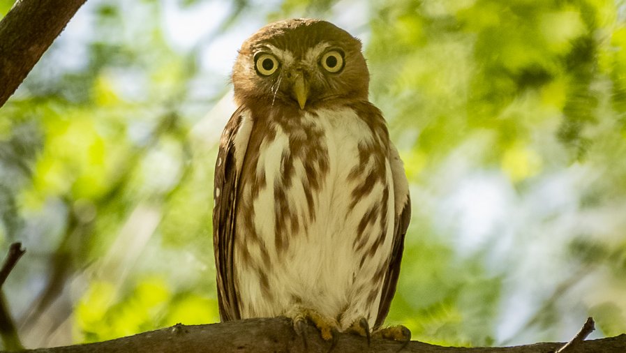 Glaucidium brasilianum