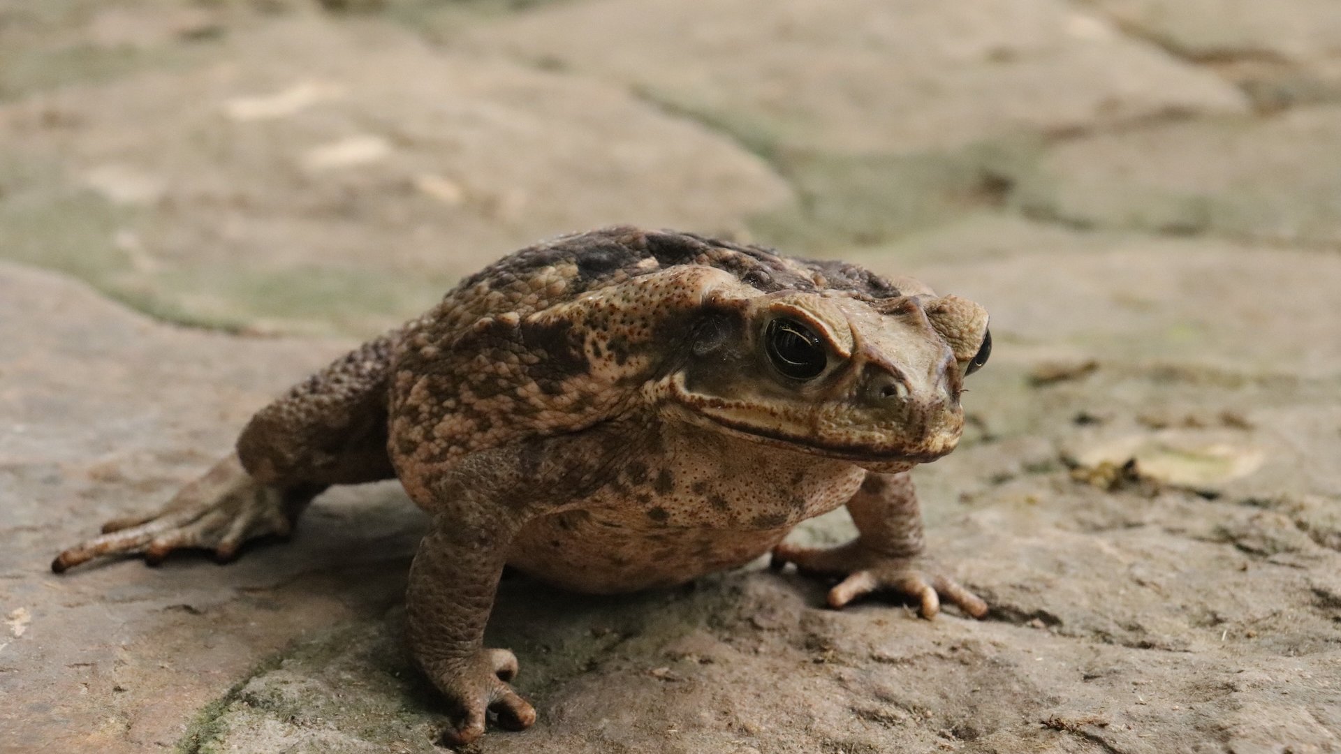 Rhinella horribilis